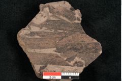 Foto (Detailansicht) von Podozamites malvernicus Ettingshausen (NHMW-GEO-2024-0188-10329)
